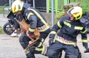 Загрепските пожарникари спасија срна која паднала во канал