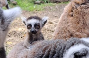Светски феномен: Скопската Зоолошка градина доби принова од шест пара близнаци лемури