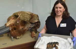 На плажа во Калифорнија пронајден древен заб од мастодонт