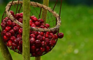 Ова овошје поттикнува слабеење, го зајакнува имунитетот и го намалува ризикот од срцеви заболувања