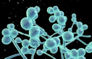 Инфекции со кандида: Колку се опасни и како да се заштитите