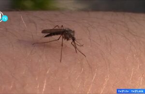 Мириси и сапуни кои ги одбиваат комарците