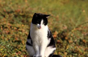 Дали мачките можат да јадат јогурт?