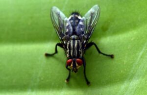 Што прават мувите кога ќе слетаат на храна?