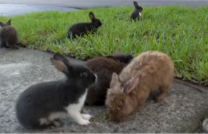 ВИДЕО: Невообичаени сцени на Флорида, сто зајаци „окупираа“ населба