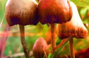 Австралија стана прва земја во светот која дозволи употреба на магични печурки и екстази за лекување на отпорна депресија и ПТСД