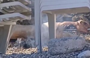 ВИДЕО: Јагне се пече на сред популарна плажа