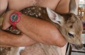 ВИДЕО: Спасено новороденче елен чии родители загинале во пожар