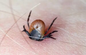 Речиси половина милион Американци развиле алергија на месо поради каснување од крлеж