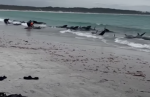 (ВИДЕО) Повеќе од 50 китови се насукаа и угинаа на брег во Австралија