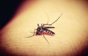 Четири типа на луѓе кои комарците „најмногу ги сакаат“