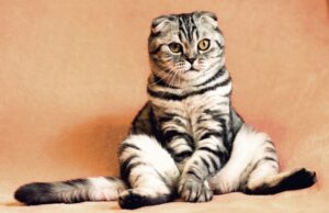 Песокот за мачки може да помогне да се отстрани влагата од вашиот дом