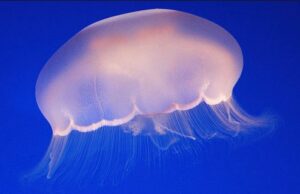 Зголемена концентрација на медузи во Јадранот, следете каде е црвеното знаме