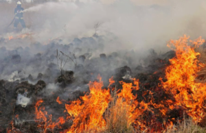 Германија ги спречува шумските пожари преку сензори со вештачка интелигенција