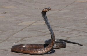 Денес е светски ден на змиите, едни од најнесаканите и најстарите животни на нашата планета