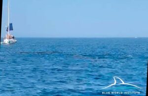 Во Јадранот се појавиja јато грбави китови