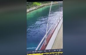 „Чудо во Ластово“: Видео кое буди надеж дека медитеранската мечка се вратила