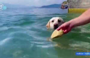 ВИДЕО: Летно разладување – лабрадор нурка во Охридското езеро