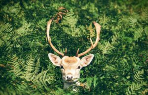 Норвешка им забранува и на ирвасите да ја преминуваат границата со Русија