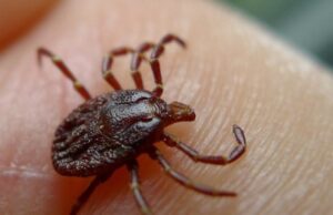 Велешанецот со хеморагична треска рибарел покрај Вардар, можно е крлеж или некој друг инсект да го каснал