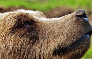 ФОТО: Мече, чувано како домашно милениче, оставено пред имот кај Подгорица