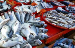 Кина ја забрани морската храна од Јапонија откако водата од Фукушима беше испуштена во океанот