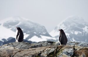 Поради топење на мразот, на Антарктикот умреле 10.000 млади пингвини