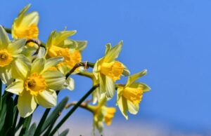 Сончево со мала до умерена облачност, температурите до 32 степени