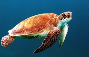 Дали знаете колку видови на морски желки живеат во Јадранот и што да направите ако ве каснат?