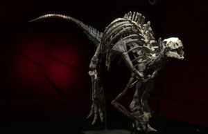 (ВИДЕО) Скелет од редок вид диносаурус на аукција во Париз