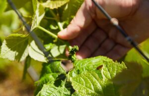 Размислете двапати пред да донесете егзотични растенија дома, eве што не смеете да правите