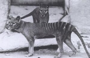 Научниците успеаа да добијат РНК на тасманискиот тигар, животно кое изумрело пред 87 години