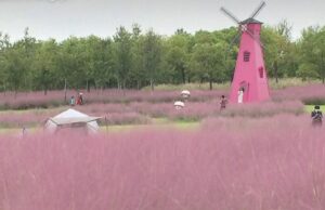 Нема врска со Барби: Розовата трева е вистинската атракција на паркот во Шангај