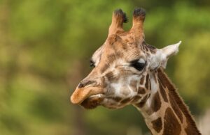 Сакала да си направи накит: Американка се обидела да пренесе измет од жирафа од Кенија преку царина