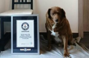 Угина Боби, најстарото куче на светот: Живееше 31 година и 165 дена