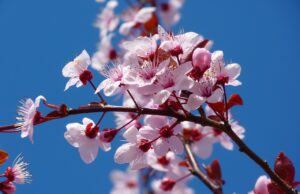 Времето ги збунува и растенијата: Во Франција, црешите цветаат среде есен