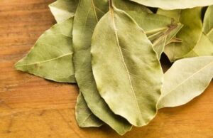 Ловоров лист – Спасува срце, лекува уринарни инфекции, ја смирува псиxата!