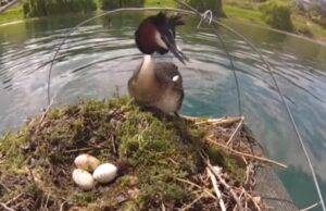 Путекетеке – новозеландската „Птица на векот“