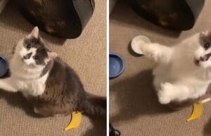 ВИДЕО Ова маче е многу луто затоа што чинијата со храна му е празна