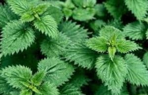 Aко ја јадете оваа храна никогаш нема да се разболите, советувал Патријархот Павле