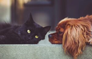 Кој ужива повеќе наклонетост од нивните сопственици – кучињата или мачките?