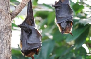 Болестите кои се пренесуваат од животни ќе убијат 12 пати повеќе луѓе до 2050 година