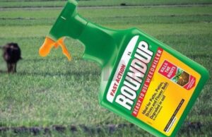 Дали пестицидот хербицид глифосат е опасен за човековото здравје?