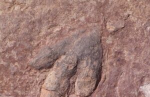 Мал и многу брз: Откриен сосема нов вид диносаурус