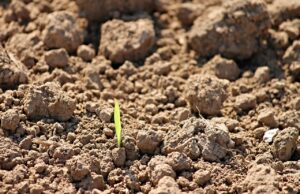 (ВИДЕО) „Семиња зомби“ – Иако оставени без вода повеќе од 140 години, повторно успеале да изникнат