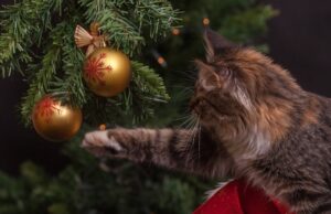 Опасности од елката за мачките: Еве како да ја поминете Нова година безбедно со вашето милениче