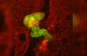 (ВИДЕО) Научниците создадоа микроробот од човечка клетка!