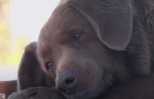 Боби сепак не е најстарото куче на светот? Гинис се сомнева во неговата возраст, започна истрага