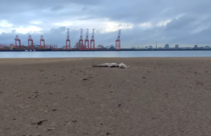 (ВИДЕО) Суштество долго скоро 5 метри пронајдено на плажа во Англија