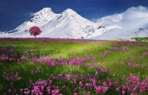 Дали повеќе сакате снег или цветна ливада? Дознајте што кажува тоа за вашиот карактер